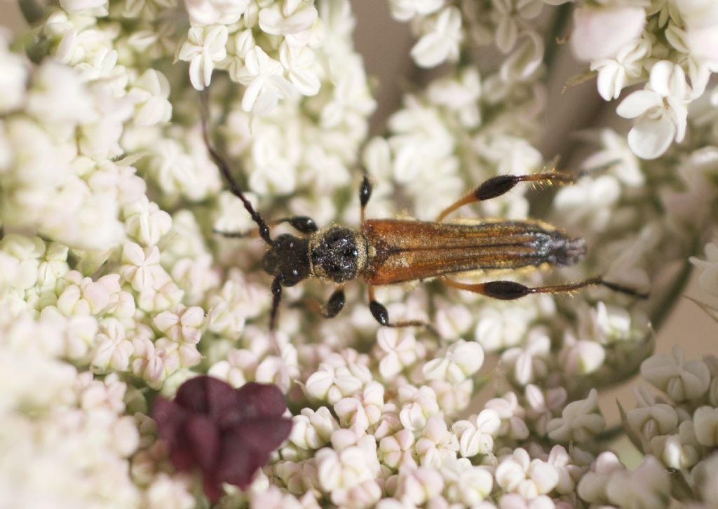 Oedemera simplex  ? No, Stenopterus ater,  maschio (Cerambycidae)